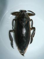 Vietnamese Giant Water Bug